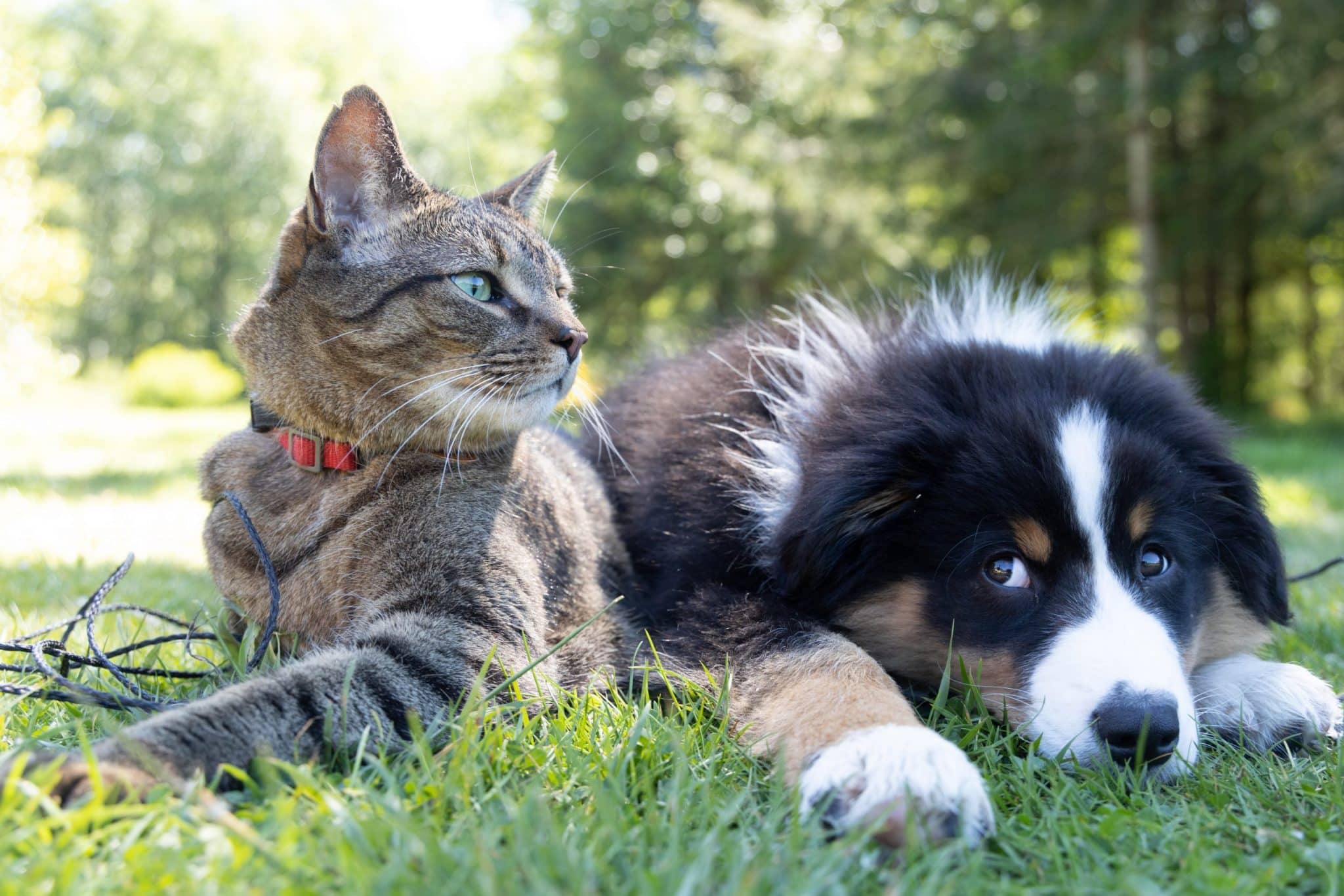 Reisen mit Haustieren – Tipps und Tricks für eine stressfreie Reise